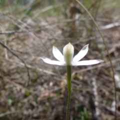 Caladenia moschata at Bruce, ACT - 16 Oct 2015