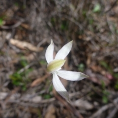 Caladenia moschata at Bruce, ACT - 16 Oct 2015