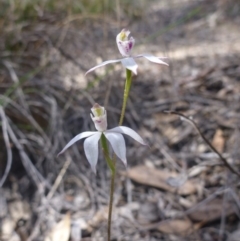 Caladenia moschata (Musky Caps) at Bruce, ACT - 16 Oct 2015 by jksmits