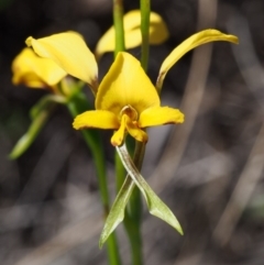 Diuris nigromontana (Black Mountain Leopard Orchid) at Canberra Central, ACT - 15 Oct 2015 by KenT