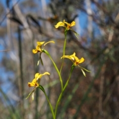 Diuris nigromontana at Canberra Central, ACT - 16 Oct 2015