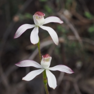 Caladenia moschata at Canberra Central, ACT - suppressed