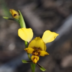 Diuris nigromontana (Black Mountain Leopard Orchid) at Canberra Central, ACT - 16 Oct 2015 by KenT
