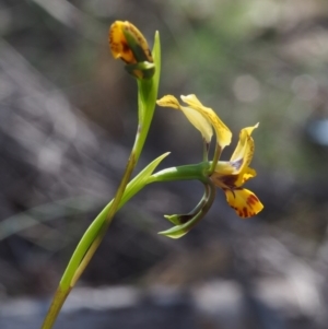 Diuris nigromontana at Canberra Central, ACT - 16 Oct 2015