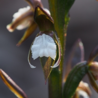 Paraprasophyllum brevilabre (Short-lip Leek Orchid) at Point 29 - 16 Oct 2015 by KenT
