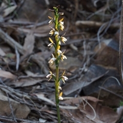 Paraprasophyllum brevilabre at Point 29 - suppressed