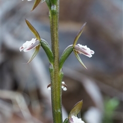 Paraprasophyllum brevilabre at Point 29 - suppressed