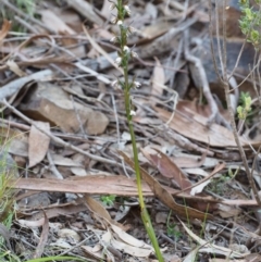 Paraprasophyllum brevilabre at Point 29 - suppressed