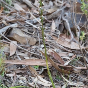 Paraprasophyllum brevilabre at Point 29 - suppressed