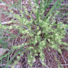 Galium gaudichaudii subsp. gaudichaudii (Rough Bedstraw) at Nicholls, ACT - 10 Oct 2015 by gavinlongmuir