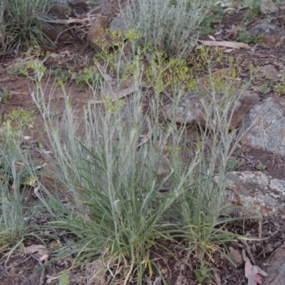 Senecio quadridentatus (Cotton Fireweed) at Tuggeranong Hill - 8 Oct 2015 by michaelb