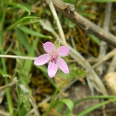 Erodium cicutarium (Common Storksbill, Common Crowfoot) at Fadden, ACT - 16 Oct 2015 by ArcherCallaway