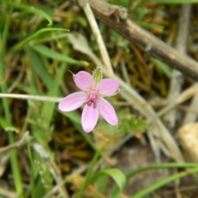 Erodium cicutarium (Common Storksbill, Common Crowfoot) at Wanniassa Hill - 16 Oct 2015 by ArcherCallaway