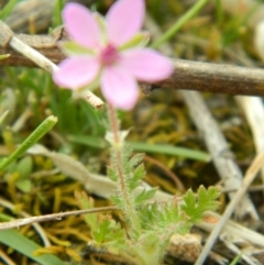 Erodium cicutarium at Fadden, ACT - 17 Oct 2015 07:44 AM