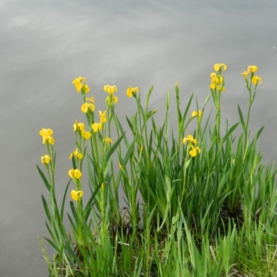 Iris pseudacorus (Yellow Flag) at Fadden, ACT - 17 Oct 2015 by ArcherCallaway