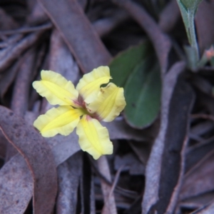 Goodenia hederacea subsp. hederacea at Nicholls, ACT - 11 Oct 2015