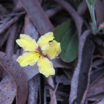 Goodenia hederacea subsp. hederacea (Ivy Goodenia, Forest Goodenia) at Percival Hill - 11 Oct 2015 by gavinlongmuir