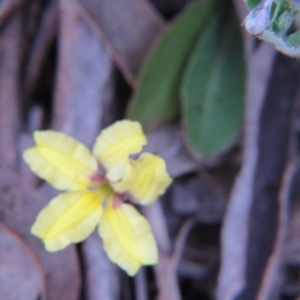 Goodenia hederacea subsp. hederacea at Nicholls, ACT - 11 Oct 2015 03:51 PM