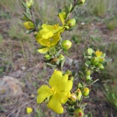 Hibbertia obtusifolia (Grey Guinea-flower) at Percival Hill - 11 Oct 2015 by gavinlongmuir