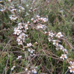 Gaudium multicaule (Teatree) at Percival Hill - 11 Oct 2015 by gavinlongmuir