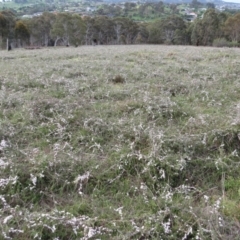 Gaudium multicaule at Nicholls, ACT - 11 Oct 2015