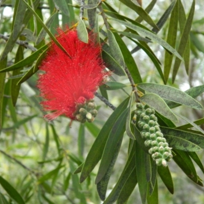 Melaleuca citrina (Crimson Bottlebrush) at Fadden Hills Pond - 16 Oct 2015 by RyuCallaway