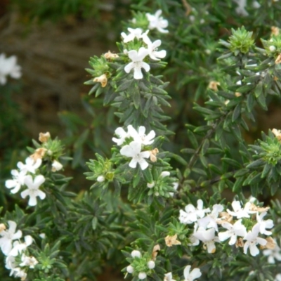 Westringia fruticosa (Native Rosemary) at Fadden, ACT - 16 Oct 2015 by RyuCallaway