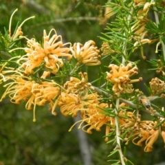 Grevillea sp. (Grevillea) at Fadden Hills Pond - 16 Oct 2015 by RyuCallaway