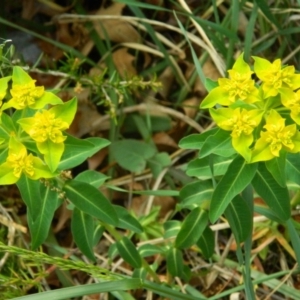 Euphorbia oblongata at Fadden, ACT - 17 Oct 2015