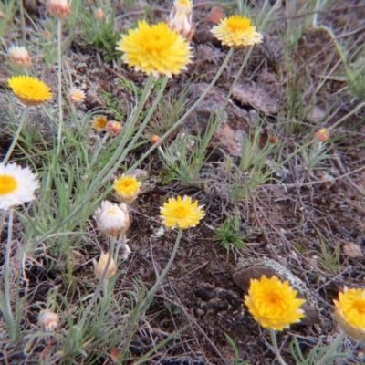 Leucochrysum albicans subsp. albicans (Hoary Sunray) at Percival Hill - 11 Oct 2015 by gavinlongmuir