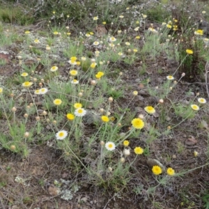 Leucochrysum albicans subsp. albicans at Nicholls, ACT - 11 Oct 2015 03:44 PM