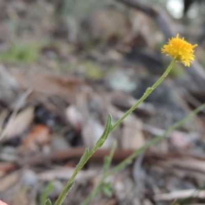 Calotis lappulacea (Yellow Burr Daisy) at Calwell, ACT - 8 Oct 2015 by michaelb