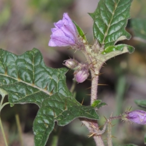 Solanum cinereum at Calwell, ACT - 8 Oct 2015 07:31 PM