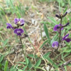 Glycine tabacina at Watson, ACT - 17 Oct 2015 05:04 PM