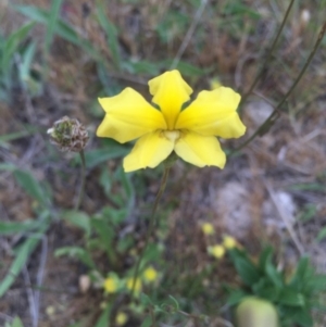 Goodenia pinnatifida at Watson, ACT - 17 Oct 2015