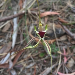 Caladenia atrovespa at Canberra Central, ACT - suppressed