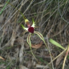 Caladenia atrovespa at Canberra Central, ACT - suppressed