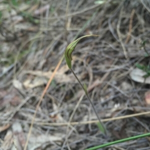 Caladenia atrovespa at Canberra Central, ACT - suppressed