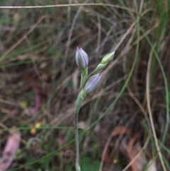 Thelymitra sp. (A Sun Orchid) at Canberra Central, ACT - 17 Oct 2015 by AaronClausen