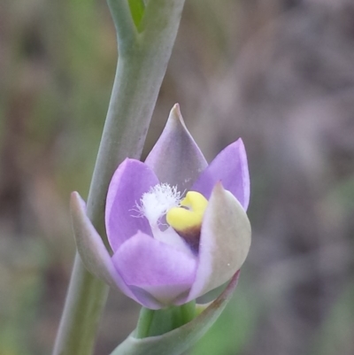 Thelymitra arenaria (Forest Sun Orchid) at Aranda, ACT - 17 Oct 2015 by MattM