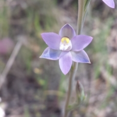 Thelymitra arenaria at Aranda, ACT - suppressed