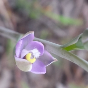 Thelymitra arenaria at Aranda, ACT - suppressed