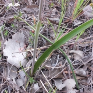 Thelymitra arenaria at Aranda, ACT - suppressed