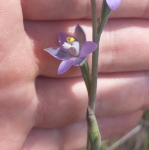 Thelymitra arenaria at Aranda, ACT - suppressed