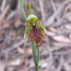 Calochilus montanus (Copper Beard Orchid) at Aranda, ACT - 17 Oct 2015 by MattM