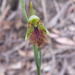 Calochilus montanus at Aranda, ACT - suppressed