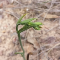 Calochilus montanus at Aranda, ACT - suppressed