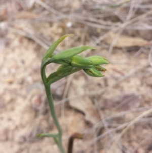 Calochilus montanus at Aranda, ACT - suppressed