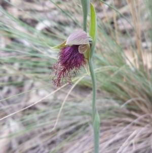 Calochilus platychilus at Aranda, ACT - 17 Oct 2015