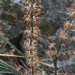 Lomandra multiflora at Canberra Central, ACT - 17 Oct 2015 06:29 PM